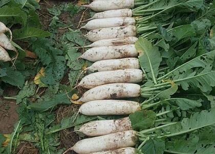 新鮮蔬菜配送:白蘿卜